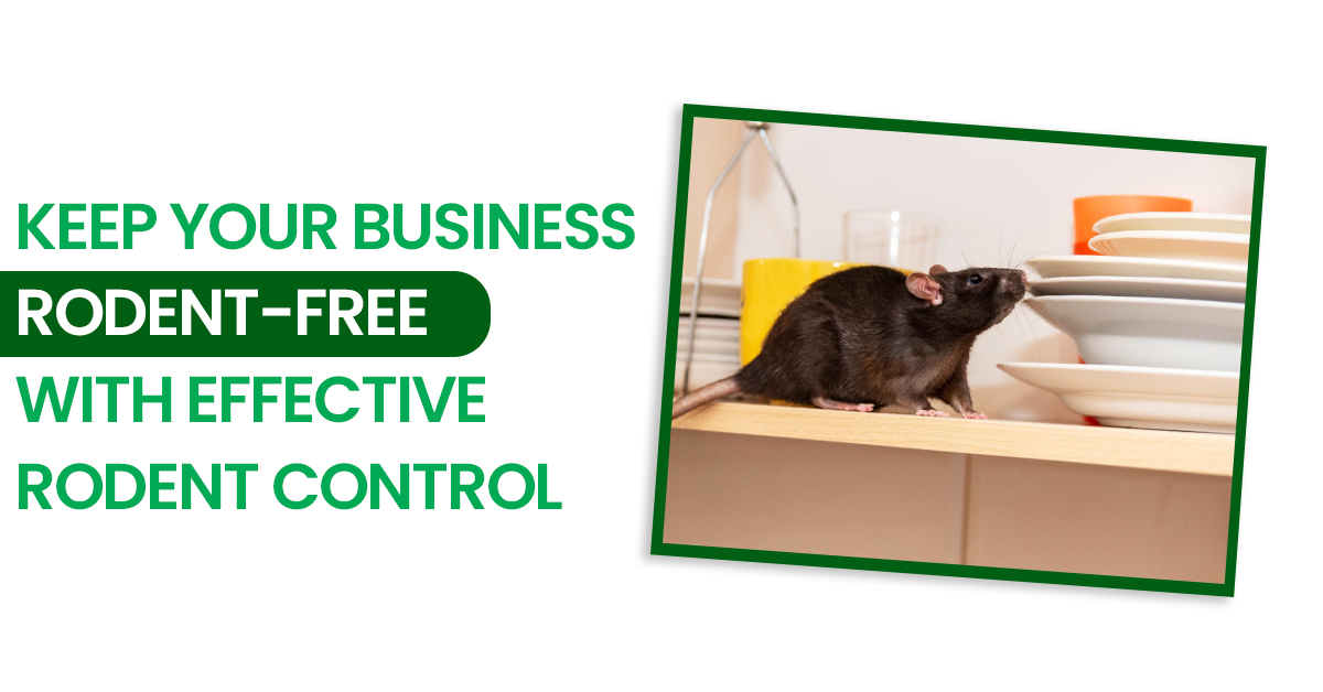 Keep Your Business Rodent-Free with Effective Rodent Control | Novix Pest Control
