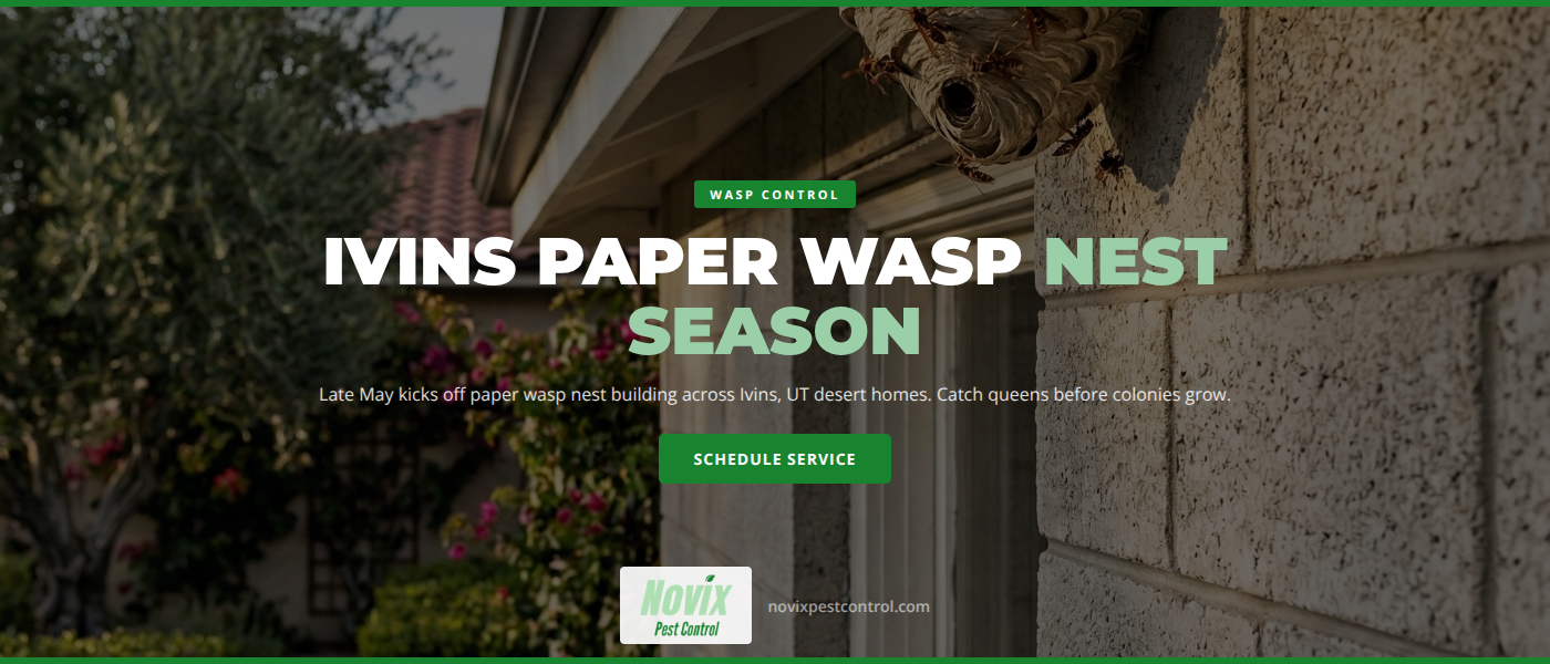 Paper Wasp Season in Ivins, UT: Late May Nest Building