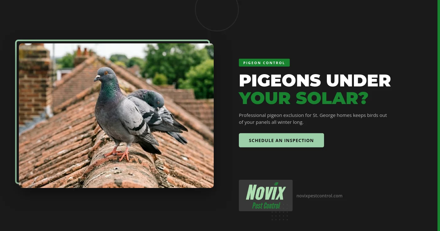 Pigeons perched along the edge of rooftop solar panels above a clay tile roof on a home in St. George, Utah.