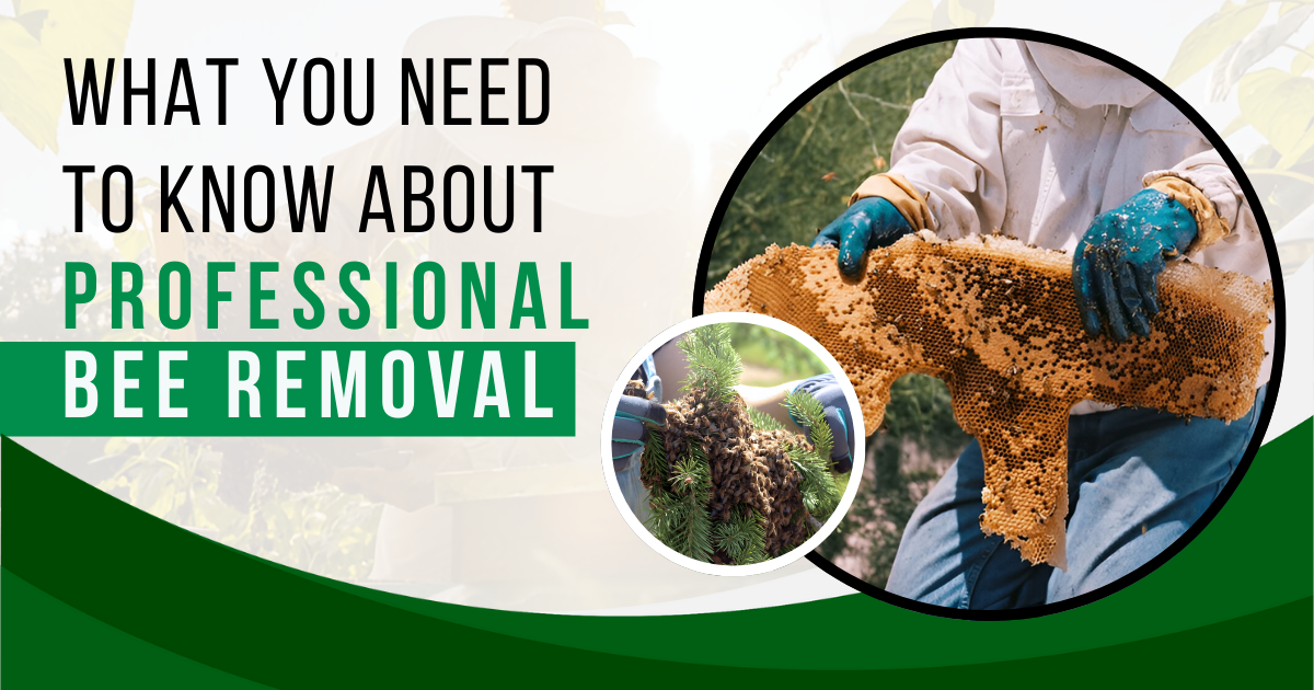 What You Need to Know About Professional Bee Removal | Novix Pest Control